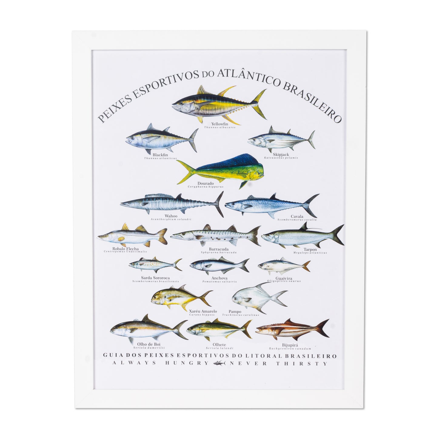 Quadro Yellowfin Decorativo Peixes Esportivos 30 X 40 cm