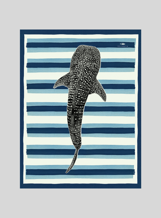 Canga Yellowfin TUBARÃO